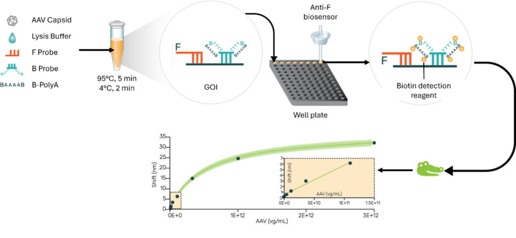 making-aav-viral-genome-titer-for-in-process-samples-a-breeze