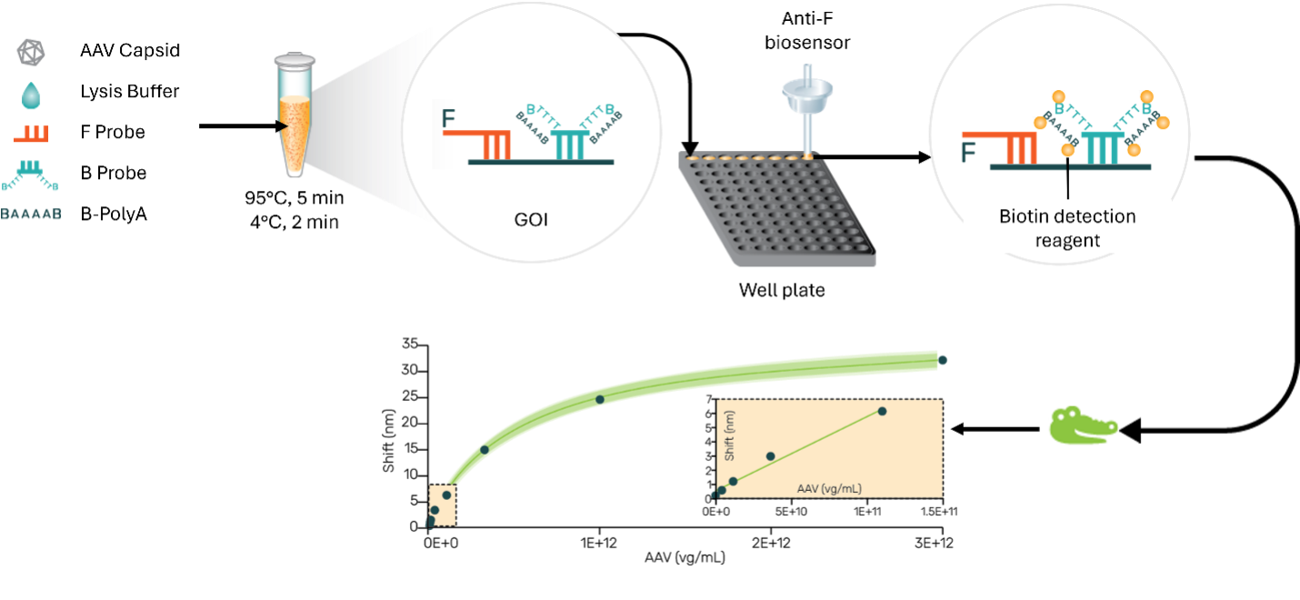 Genome Titer Assay Workflow