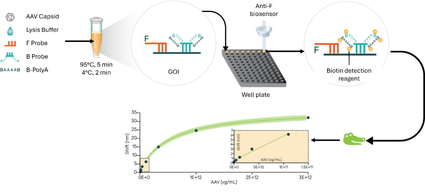Genome Titer Assay Workflow
