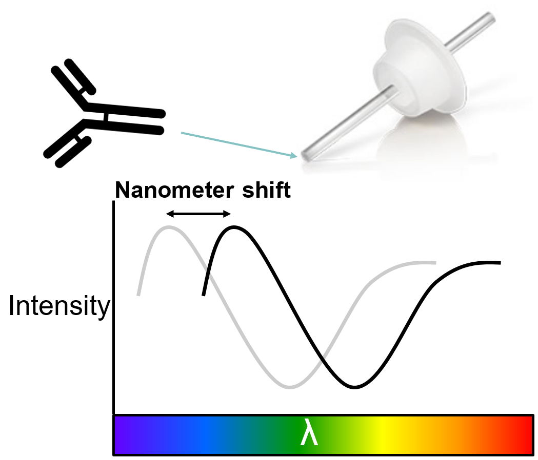Figure 1: Exaggerated schematic representation of how antibody binding to a biosensor alters the interference spectrum in the visible range. Starting from a reference interference spectrum (grey), further biomolecule binding moves the peaks in the interference spectrum toward the infrared. This shift is plotted on a sensorgram as a function of time.