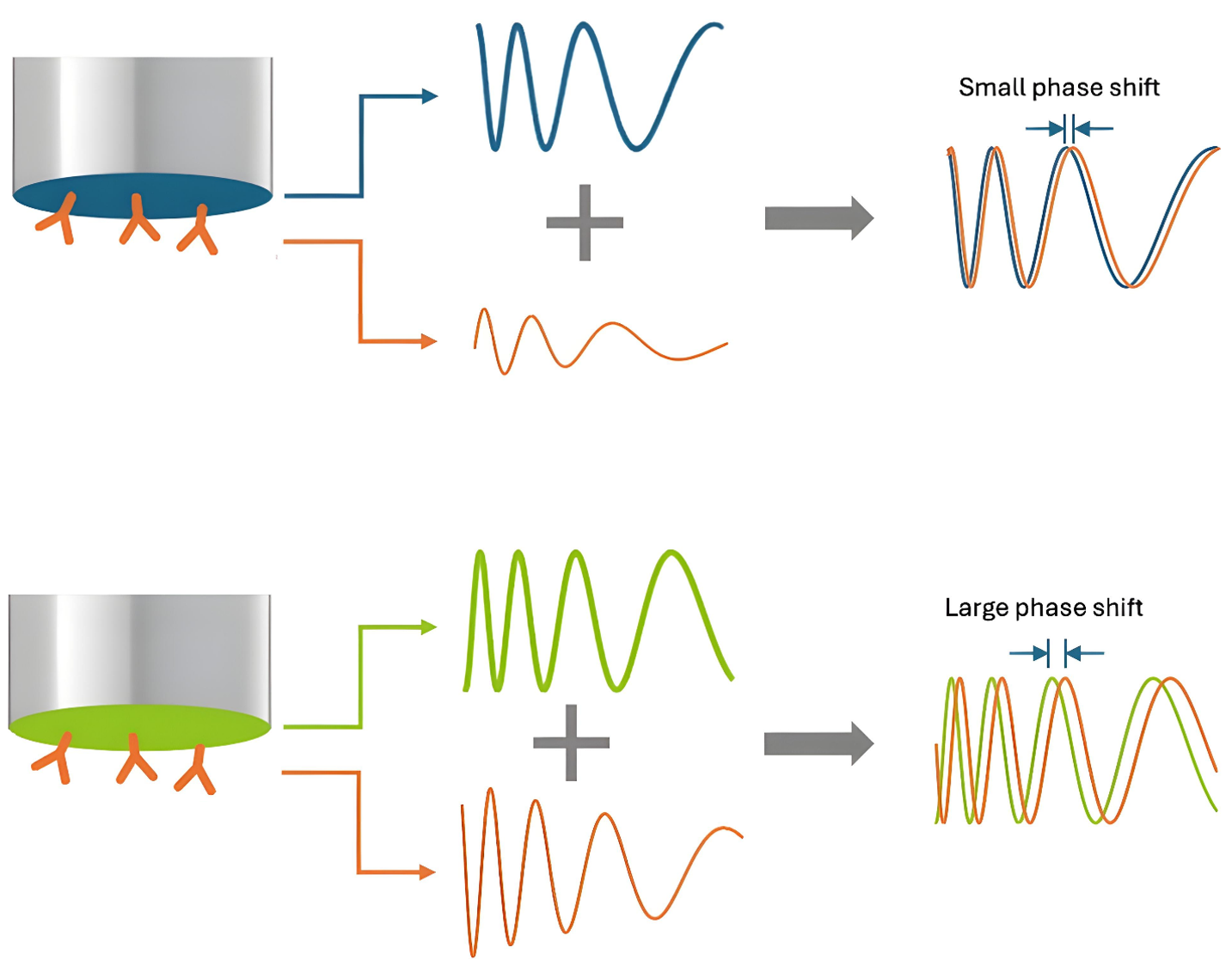 Figure 2: Schematic representation of a traditional biosensor (top) vs a Gator XT biosensor (bottom). Note how the total reflection from the protein layer (orange) has a much greater amplitude from XT biosensors which capture more of the reflected light, resulting in a much larger phase shift (nm shift). For this reason, XT biosensors give more signal per molecule