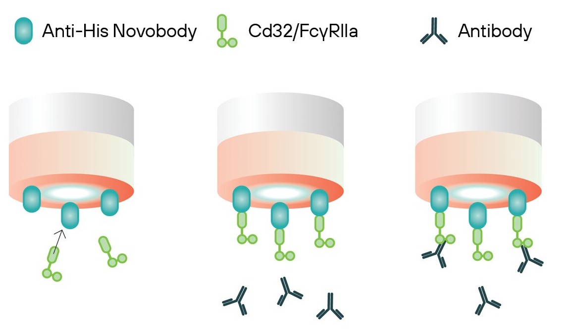 Schematic of HIS XT probe surface at each step of the Fc receptor kinetics experiment