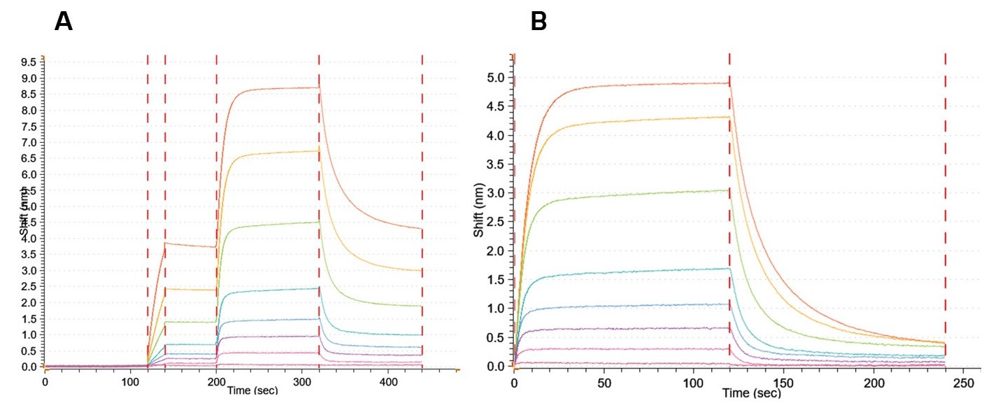 BLI sensorgrams showing effect of FcγRIIA/CD32a load height on Rituximab binding, full assay and magnified view