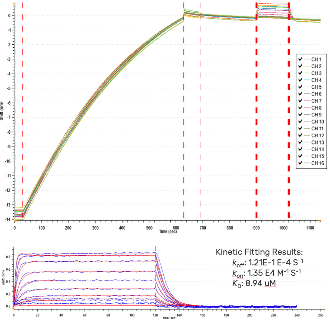 Figure 5A: Full sensorgram showing binding by 150 kDa dimer as ligand and 2 kDa peptide as analyte. B: Analyte binding and kinetics fitting data. Analyte signal of 0.8 nm shift translates to over 200x signal:noise in a peptide binding experiment. XT optics increases response signal without also increasing noise.